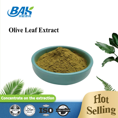 Oleuropein المكملات الغذائية مسحوق مستخلص أوراق الزيتون 10٪ - 80٪