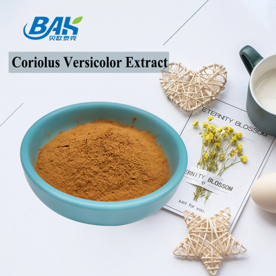 مستخلص الفطر العضوي Coriolus Versicolor المكملات الغذائية البني الأصفر