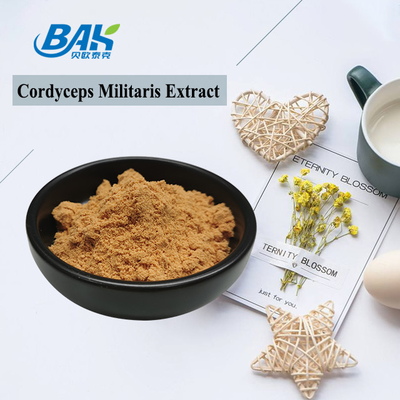 80 إلى 120 شبكة Cordyceps Militaris مزود من مصنع مسحوق استخراج