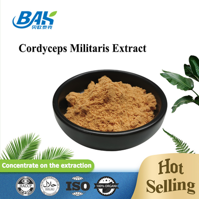 80 إلى 120 شبكة Cordyceps Militaris مزود من مصنع مسحوق استخراج