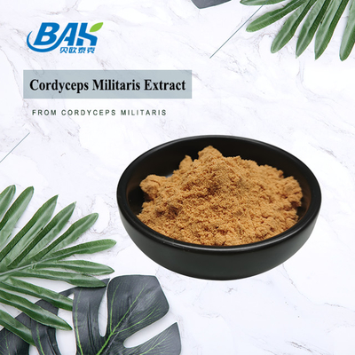 80 إلى 120 شبكة Cordyceps Militaris مزود من مصنع مسحوق استخراج