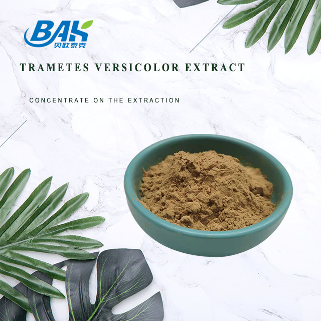 10% - 50% Trametes Versicolor Extract Powder مكملات مستخلص الفطر