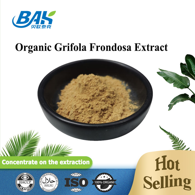 مستخلص Grifola Frondosa العضوي بيتا جلوكان 70% مستخلص الفطر مكملات UV VIS مسحوق