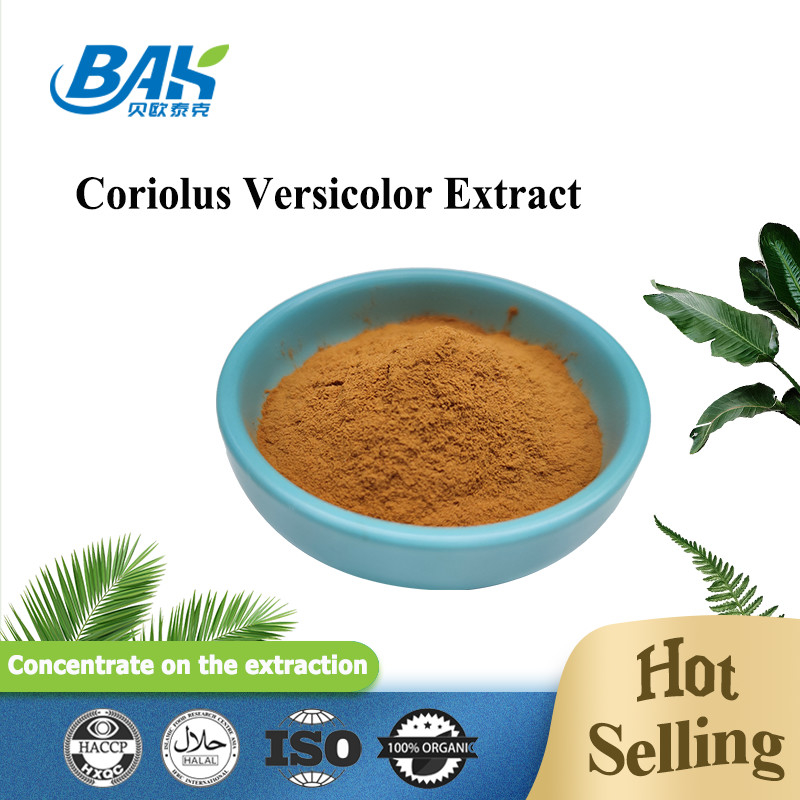 مستخلص الفطر العضوي Coriolus Versicolor المكملات الغذائية البني الأصفر